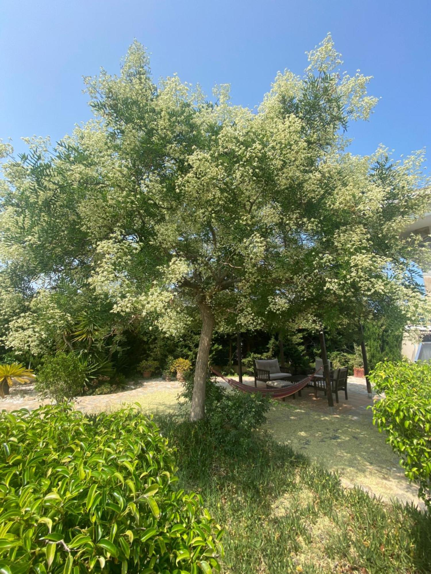 Casa Lusentum Villa Torrevieja Exterior foto